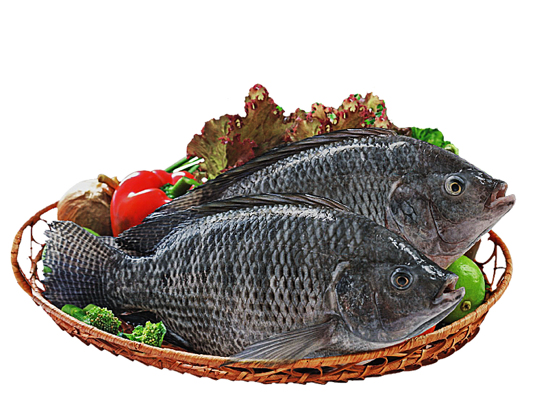 Whole Black Tilapia