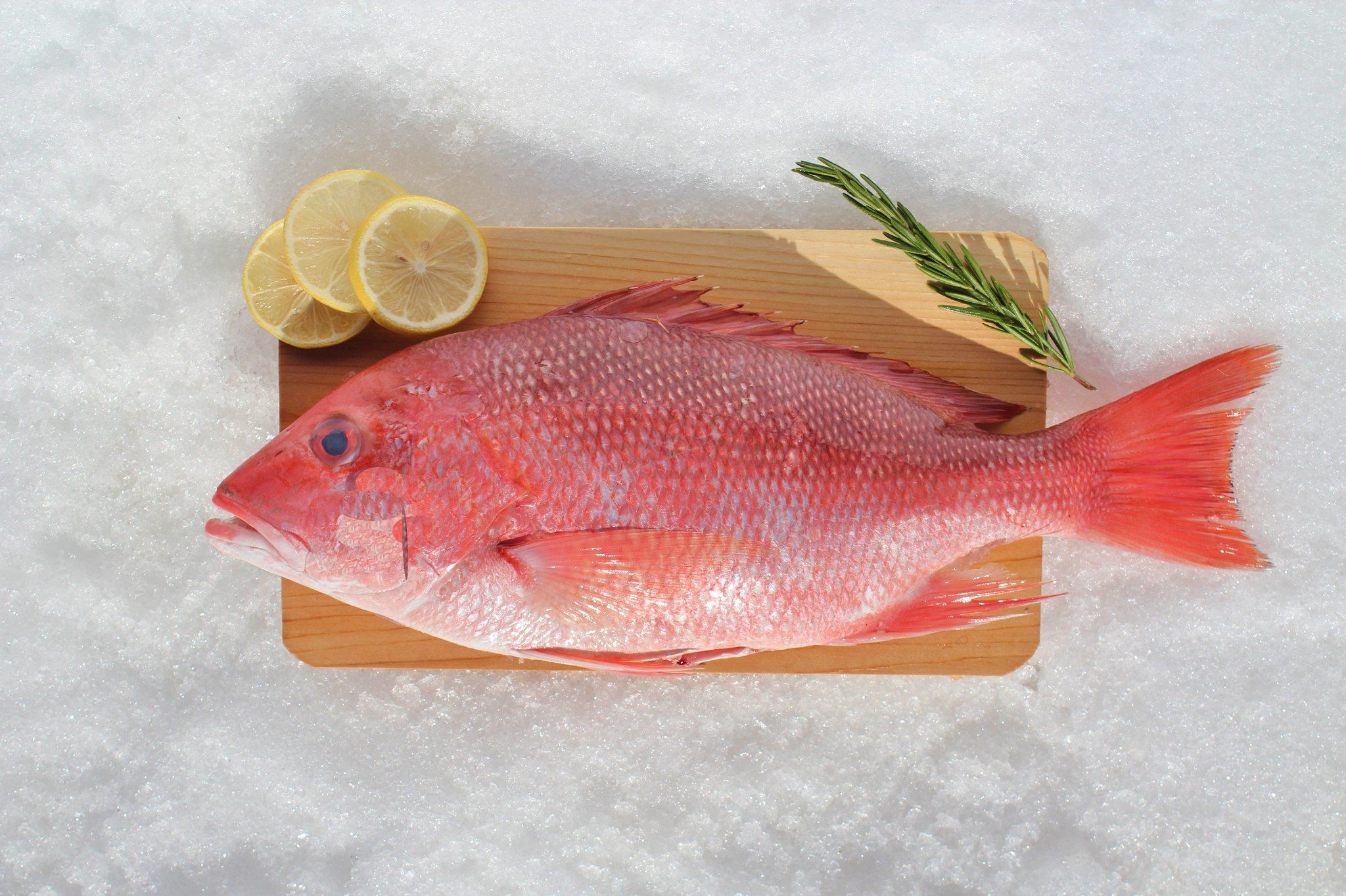 Whole Red Snapper Caribbean