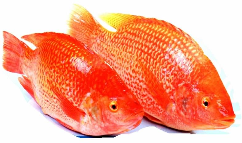 Whole Red Tilapia Farm Raised